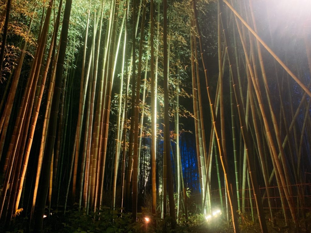 京都　嵐山花灯路　竹林　見どころ
